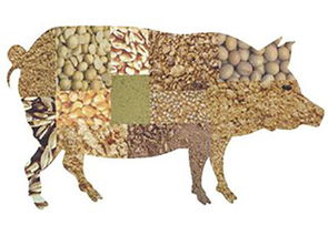 家畜養(yǎng)殖升溫，飼料檢測勢在必行