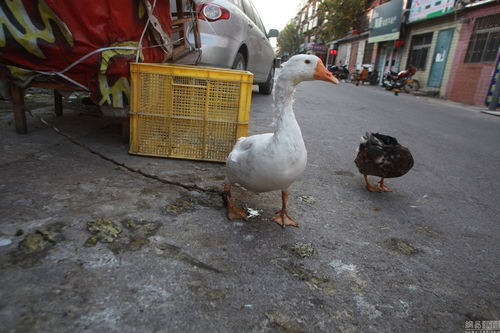 小區(qū)公共車位變養(yǎng)殖場，奇葩占位神器引爭議