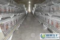 高品質(zhì)全自動家禽牲畜喂料機械 提升養(yǎng)殖效率的未來選擇