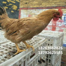 家畜養殖 傳統與現代的融合之道