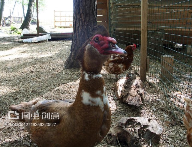 家禽院中的優(yōu)雅訪客 麝香鴨的養(yǎng)殖與觀賞